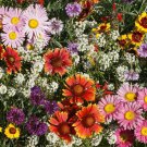 Limited Edition Bird, Butterfly & Bee Wildflower Seed Mix - S12