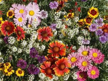 Limited Edition Bird, Butterfly & Bee Wildflower Seed Mix - S12