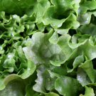 New Arrival Heirloom Black Seeded Simpson Lettuce Seeds - Lactuca sativa - B45