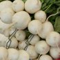Premium Heirloom Detroit White Beet Seeds - Beta vulgaris - B14