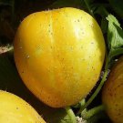 Limited Edition Lemon Cucumber Heirloom Garden Seeds - B31
