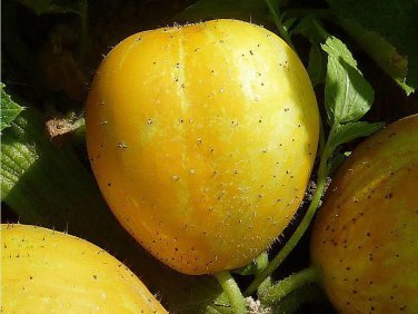 Limited Edition Lemon Cucumber Heirloom Garden Seeds - B31