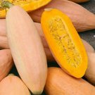 Exclusive Pink Banana Winter Squash Seeds binM5