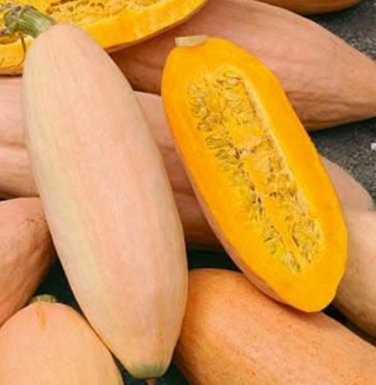 Exclusive Pink Banana Winter Squash Seeds binM5