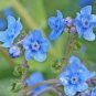 Top-Quality Chinese Forget-Me-Not Seeds B64