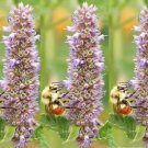 Best-Selling Anise Hyssop Seeds - Agastache foeniculum - B42