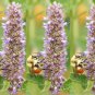 Best-Selling Anise Hyssop Seeds - Agastache foeniculum - B42