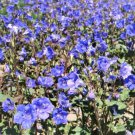 Limited Edition California Bluebell Wildflower Seeds - Phacelia campanularia - B305