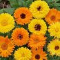 New Arrival Calendula Pacific Beauty Mix Seeds - Calendula officinalis - B246
