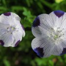 Premium Five Spot Nemophila Seeds bin87