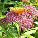 Exclusive Rose ( Pink Swamp ) Milkweed Seeds - Asclepias incarnata - F1