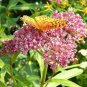 Exclusive Rose ( Pink Swamp ) Milkweed Seeds - Asclepias incarnata - F1