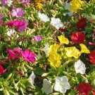 Premium Four O'clock Formula Flower Seed Mix - Mirabilis jalapa - B20