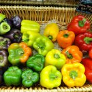 Premium Rainbow Bell Pepper Mix Heirloom Seeds - B37
