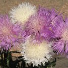 Premium Imperialis Mix Sweet Sultan Seeds - Amberboa moschata - B234