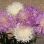 Premium Imperialis Mix Sweet Sultan Seeds - Amberboa moschata - B234
