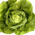Exclusive Heirloom Buttercrunch Lettuce Seeds - Lactuca sativa var. capitata - B240