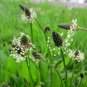 Limited Edition Plantago Plantain Seeds bin268