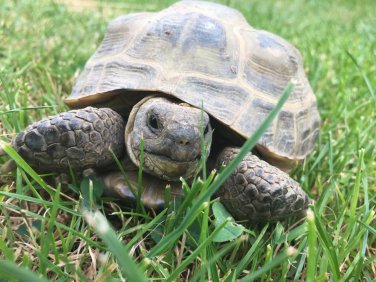 Premium Tortoise Grazing Seed Blend - for Leopard & Other Grazer Torts - 282C