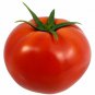 Exclusive Homestead Tomato Seeds B220