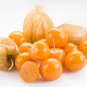 Best-Selling Ground Cherry Tomatillo Seeds - Physalis peruviana - B270