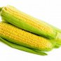 Best-Selling Golden Beauty Corn Heirloom Open Pollinated Seeds - C108