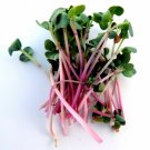 Premium Red Arrow Radish Seeds - Sprouting and Garden C288