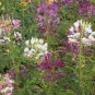 Limited Edition Cleome Colorful Mix Wildflower Seeds - Hassleriana - B262