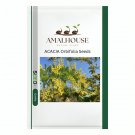 ACACIA Orbifolia - 5 PCS Seeds