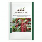 Acalypha Hispida Seeds Chenille Plants Bonsai Ornamental Flowers - 100 PCS Seeds