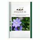 Acid Blue Clematis Seeds Perennial Climbing Flowers with White-Brown Centre - 100 PCS Seeds