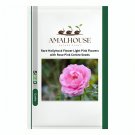Rare Hollyhock Flower Light Pink Flowers with Rose Pink Centre - 100 PCS Seeds
