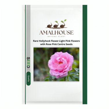 Rare Hollyhock Flower Light Pink Flowers with Rose Pink Centre - 100 PCS Seeds
