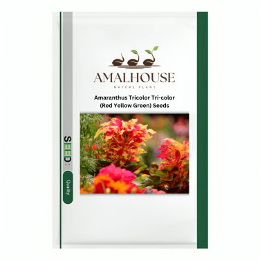 Amaranthus Tricolor Tri-color (Red Yellow Green) - 200 PCS Seeds