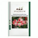 Amaryllis Bonsai Amaryllis Flower Bonsai Amaryllis Hydroponic Plants - 50 PCS Seeds
