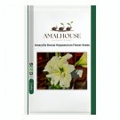 Amaryllis Bonsai Hippeastrum Flower - 100 PCS Seeds