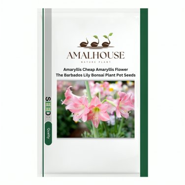 Amaryllis Cheap Amaryllis Flower, The Barbados Lily Bonsai Plant Pot - 200 PCS Seeds