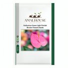Anthurium Green Light Pinkish Bicolor Flowers - 100 PCS Seeds
