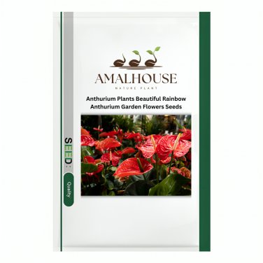 Anthurium Plants Beautiful Rainbow Anthurium Garden Flowers - 50 PCS Seeds