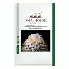 ARIOCARPUS kotschoubeyanus Rare cactus - 10 PCS Seeds