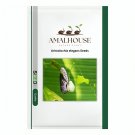 Aristolochia elegans - 10 PCS Seeds
