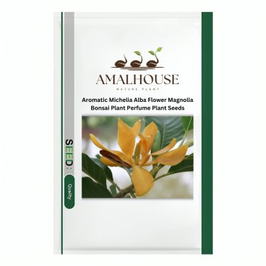 Aromatic Michelia Alba Flower Magnolia Bonsai Plant Perfume Plant - 100 PCS Seeds