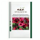 Balcony Patio Potted Petunia Outdoor Perennial Blooming Wine Red Flower - 50 PCS Seeds