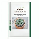 Ball Conophytum vanzylii Lithop - 100 PCS Seeds
