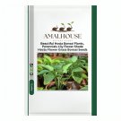Beautiful Hosta Plants, Perennials Lily Shade Hosta Flower Grass Bonsai - 100 PCS Seeds
