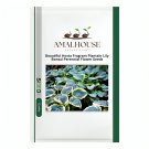 Beautiful Hosta Fragrant Plantain Lily Bonsai Perennial Flower - 200 PCS Seeds