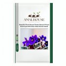 Beautiful Plant Bonsai Flower Bonsai African Red Purple Mini Blue Violet Bonsai - 100 PCS Seeds