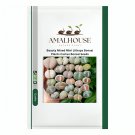 Beauty Mixed Mini Lithops Bonsai Plants Cactus Bonsai - 100 PCS Seeds