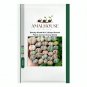 Beauty Mixed Mini Lithops Bonsai Plants Cactus Bonsai - 100 PCS Seeds