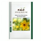 Bidens Ferulifolia Golden Eye Flower - 50 PCS Seeds